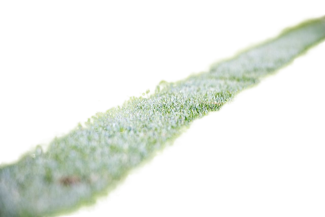 grass, lawn, field 草,草坪,字段