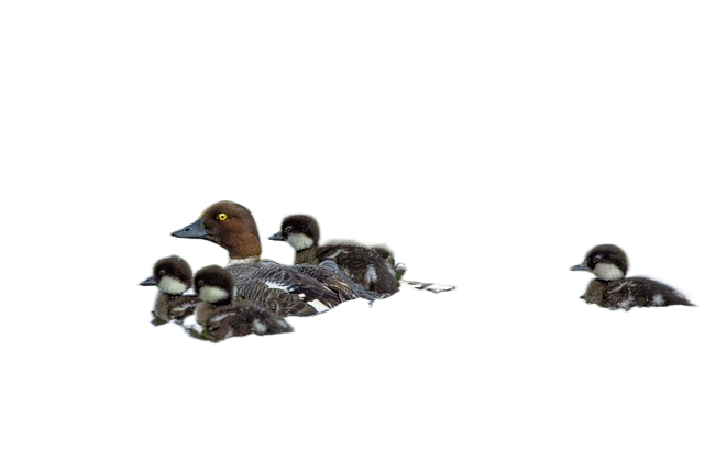 bird, parent child, a 鸟,父母的孩子,