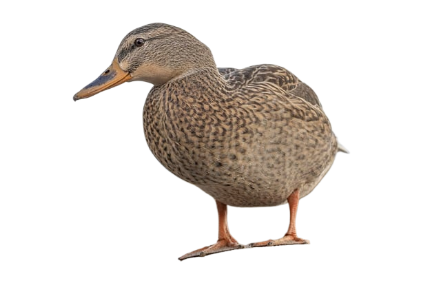 duck, bird, animal