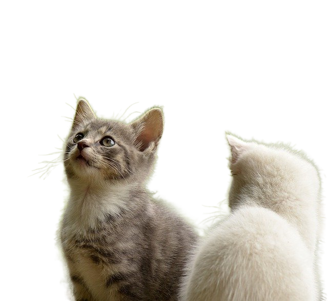 kittens, felines, pets 小猫,猫,宠物