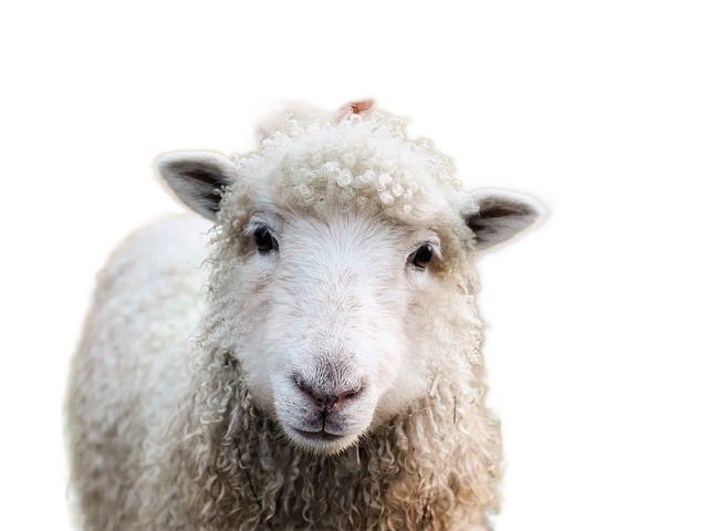 ireland, sheep, lambs 爱尔兰,羊,小羊