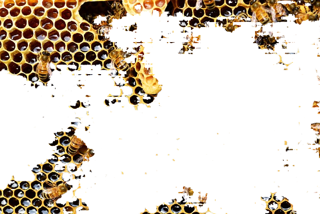honey bees, insects, hive 蜜蜂,昆虫,蜂巢
