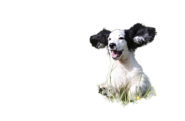 pup, puppy, dog 小狗,小狗狗