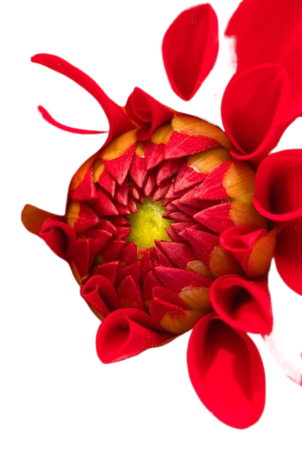 dahlia, flower, plant