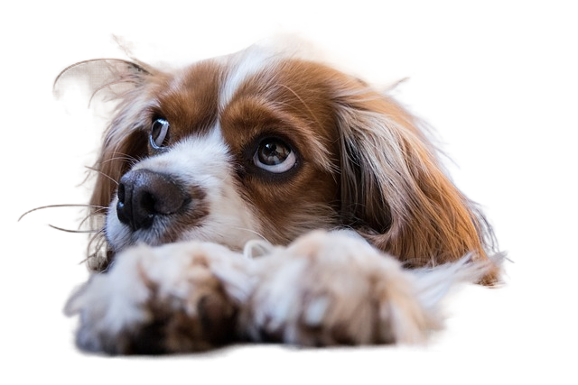 dog, puppy, pet 狗,狗,宠物