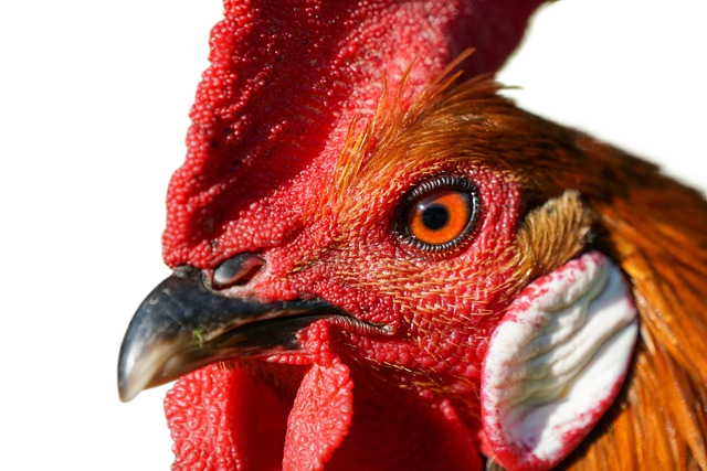 rooster, chicken, head