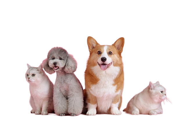 pets, animal, cat 宠物,动物,猫