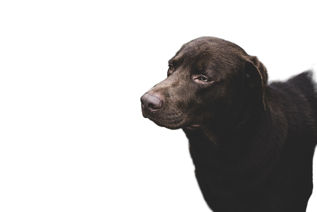 dog, labrador, animal dog, labrador, animal