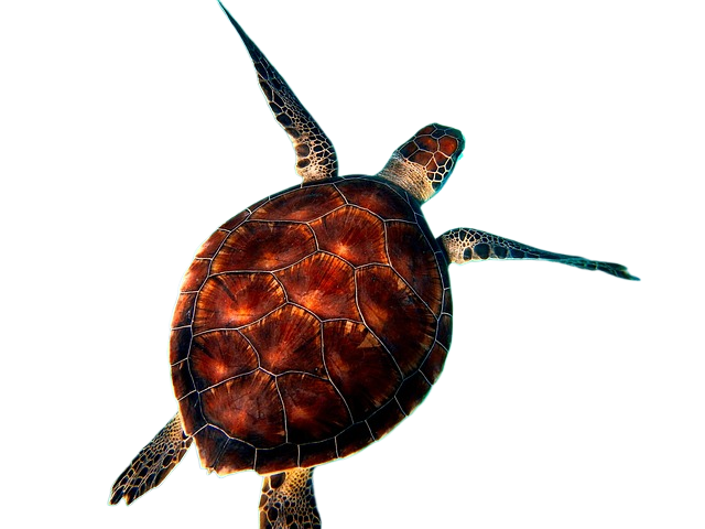 sea, turtle, diving
