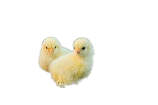 birds, chick, ornithology 鸟类、小鸡、鸟类学