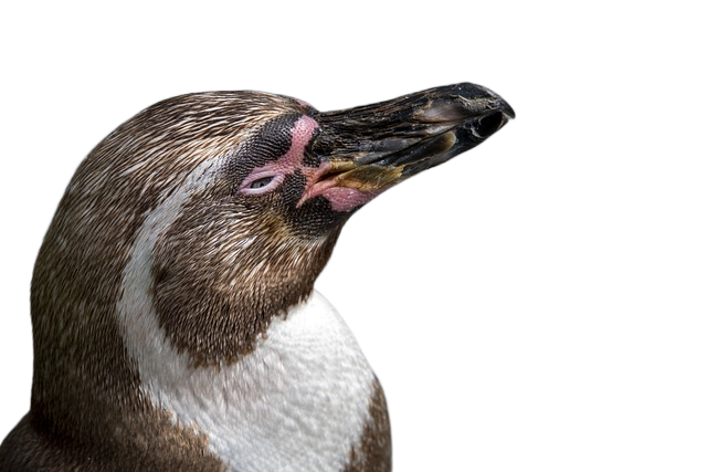penguin, bird, animal 企鹅,鸟,动物
