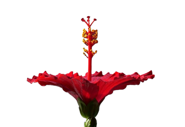 hibiscus, flower background, red