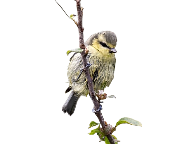 bird, branch, perched