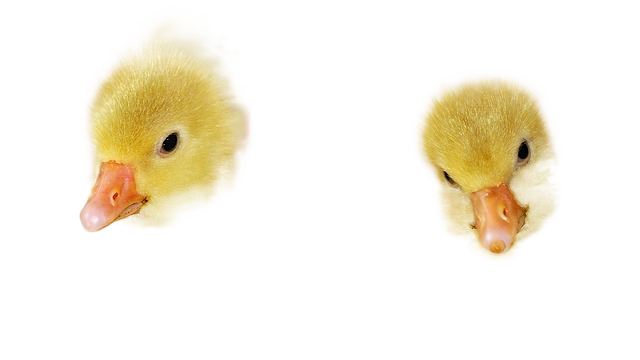 chicks, geese, birds 小鸡、鹅、鸟