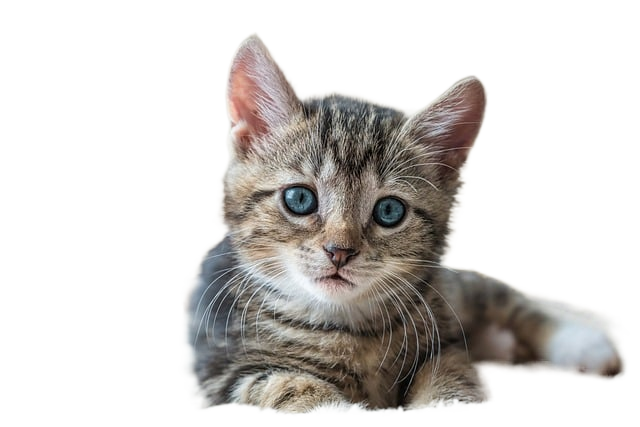 european shorthair, cat, kitten 欧洲短毛猫,猫,小猫