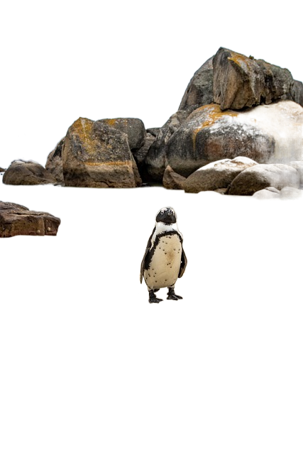 cape town, boulder beach, penguin 开普敦,卵石海滩,企鹅