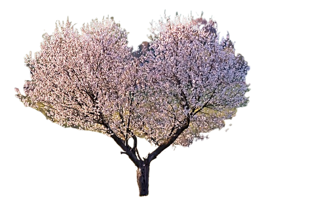 a tree, nature, flower wallpaper
