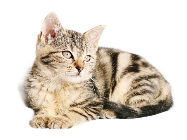 cat, kitten, pet 猫,小猫,宠物