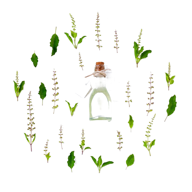 basil, aroma, spices basil, aroma, spices