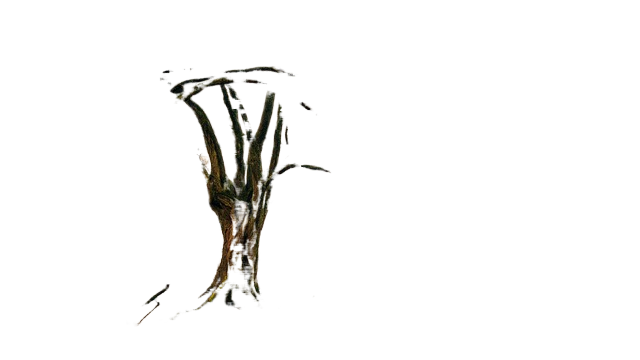 hd wallpaper, nature wallpaper, tree 高清壁纸,壁纸,树