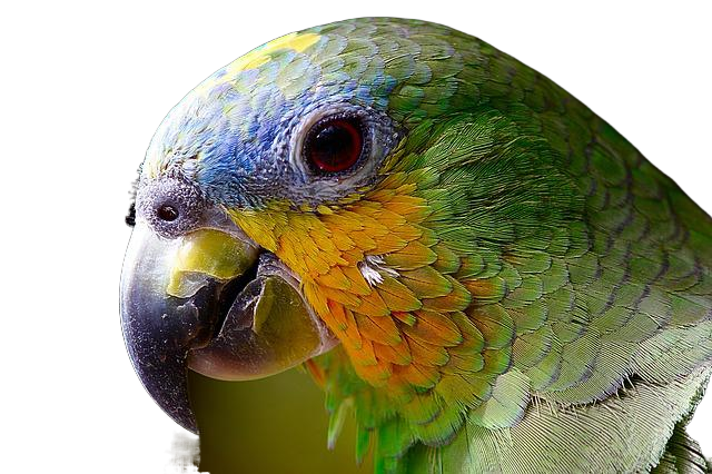 parrot, macaw, head 鹦鹉,金刚鹦鹉,头