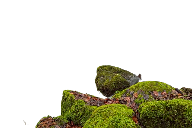 nature, forest, landscape