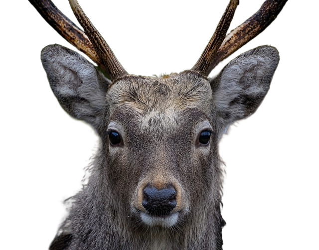 deer, stag, mammal 鹿,鹿,哺乳动物