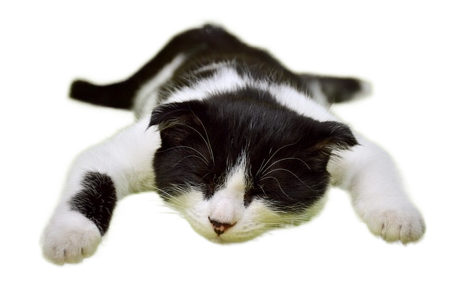 cat, nature, sleeping cat