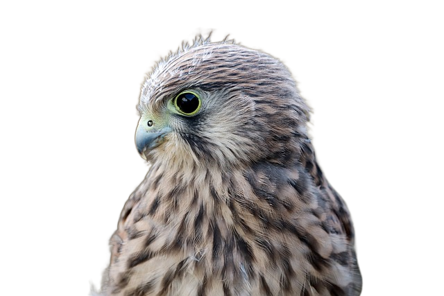 falcon, young hawk, birds of prey 猎鹰,年轻的鹰,猛禽