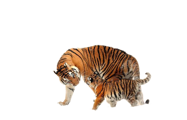 tigers, cub, snow 老虎,幼崽,雪