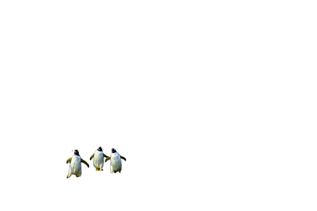 bird, penguins, ornithology 鸟、企鹅、鸟类学
