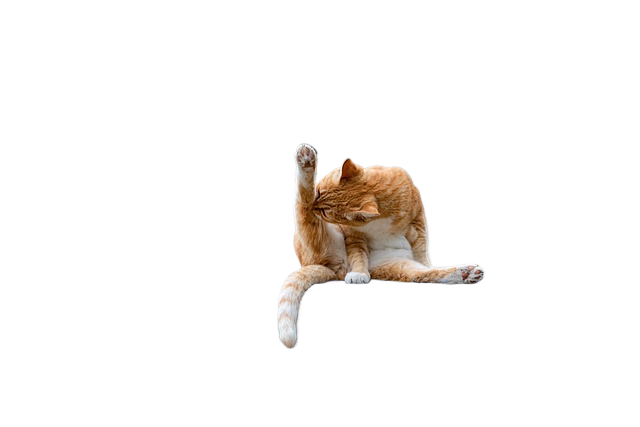 cat, nature, pet