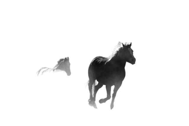 horses, galloping, running 马,驰骋,运行