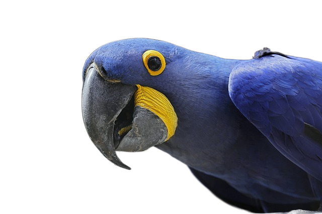 hyacinth macaw, hyacinthine, macaw 风信子的风信子金刚鹦鹉,金刚鹦鹉