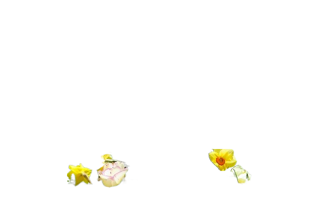 tulips, daffodils, flowers 郁金香、水仙花、鲜花