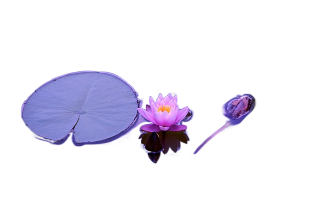 lotus, flower, lily pad 荷花,花,睡莲叶子