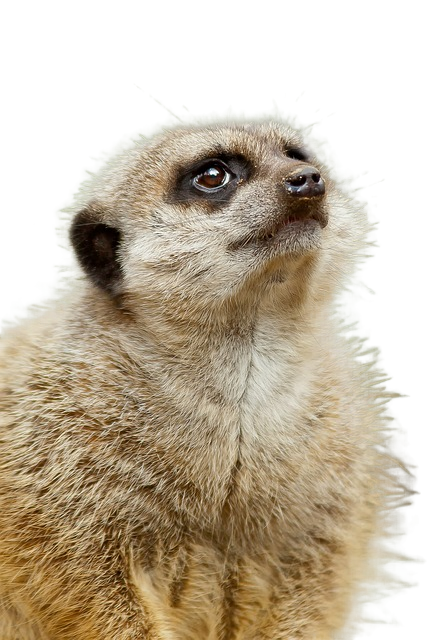 meerkat, predator, cute 猫鼬,食肉动物,可爱
