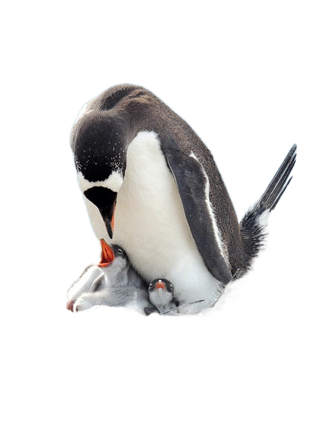 gentoo penguin, penguin, bird 巴布亚企鹅,企鹅,鸟