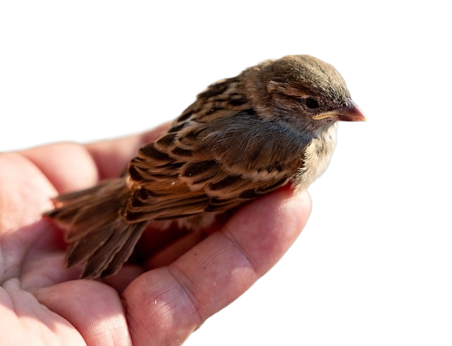 sparrow, bird, animal