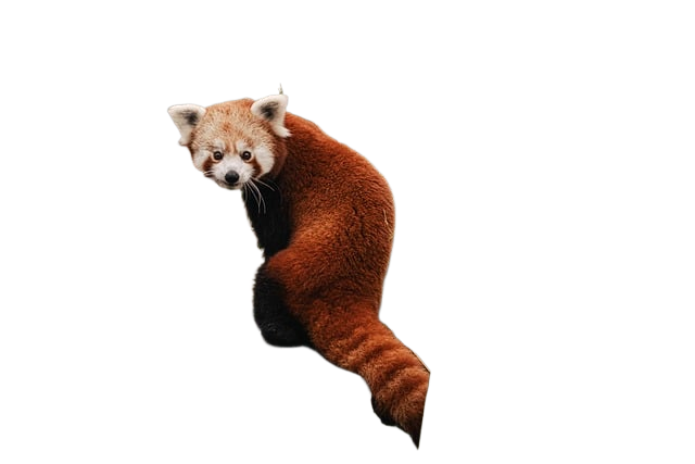 red panda, panda, animal