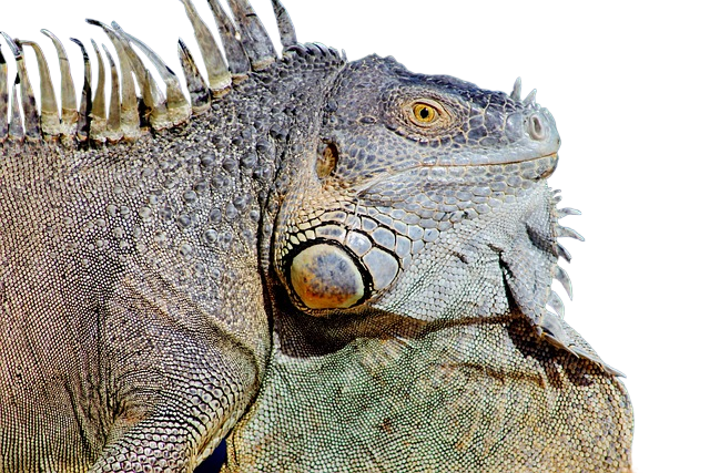 curious, iguana, dock