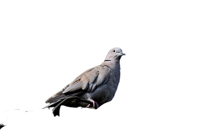 bird, dove, turkey pigeon 鸟、鸽子、土耳其鸽子
