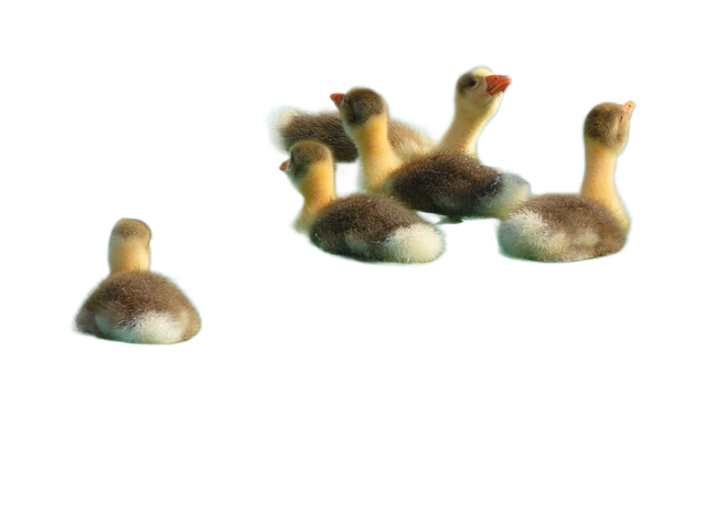 goose, chick, goose chicks