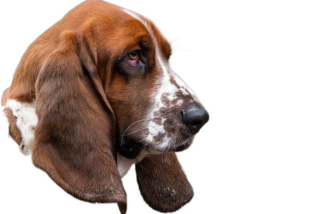 dog, basset hound, pet 狗,宠物猎犬