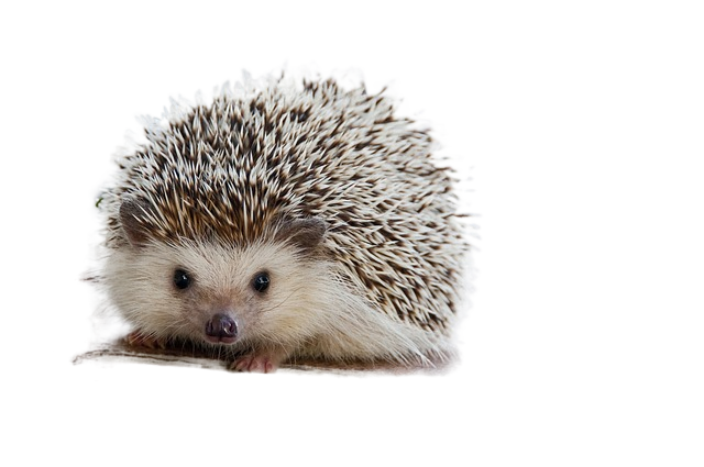 hedgehog, cute, animal 刺猬、可爱的动物