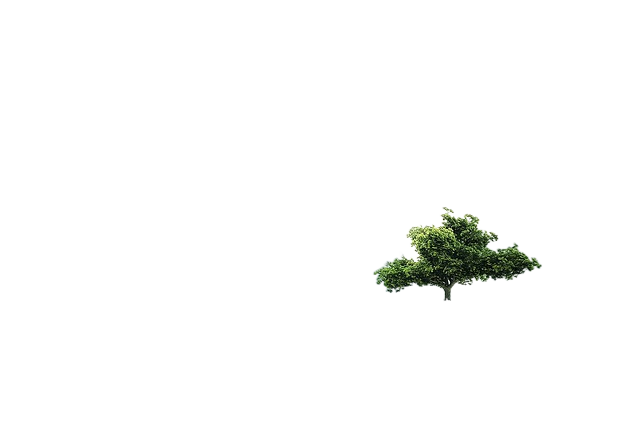 tree, clouds, fields 树、云领域