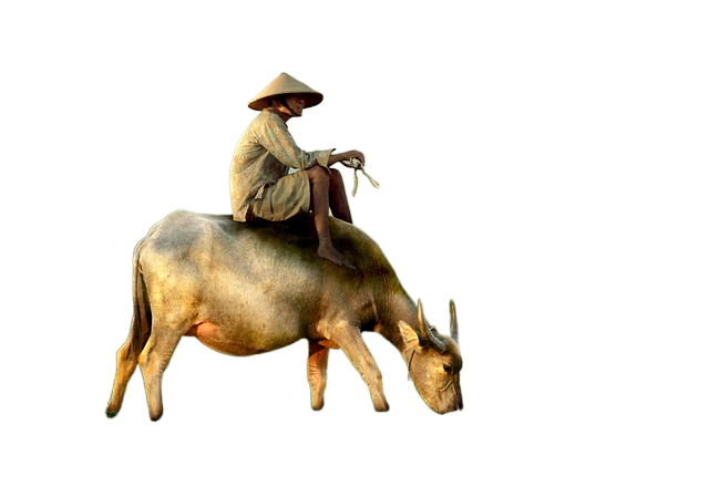 man, cow, riding 人,牛,骑马