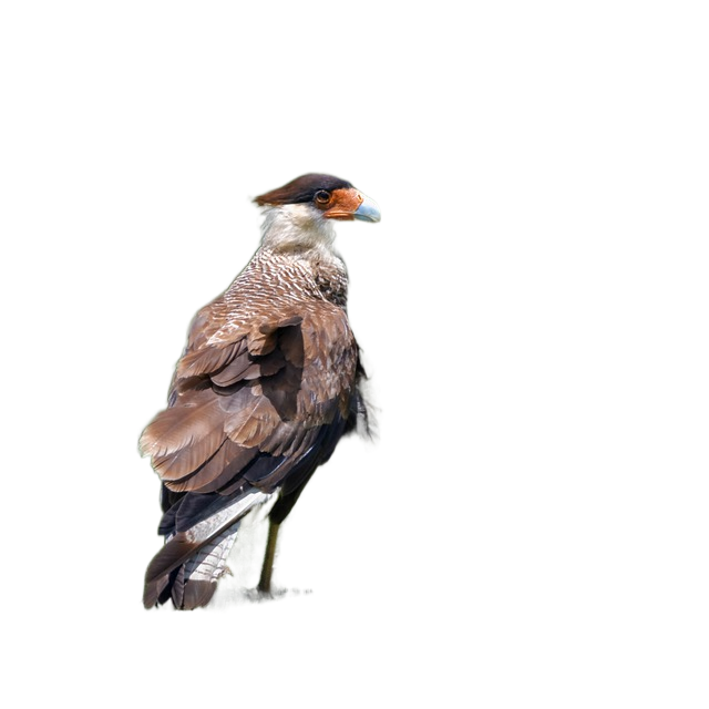 face face, carancho, caracara plancus face face, carancho, caracara plancus