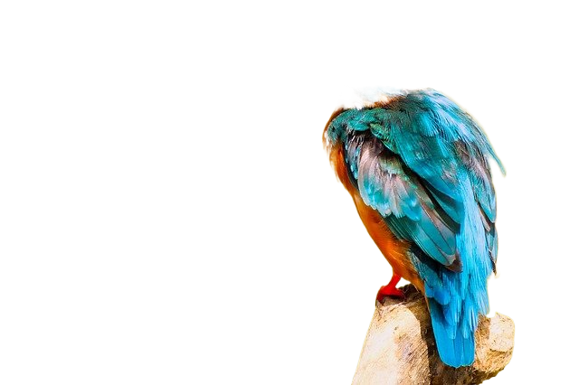 kingfisher, bird, close up 翠鸟,鸟,关闭了