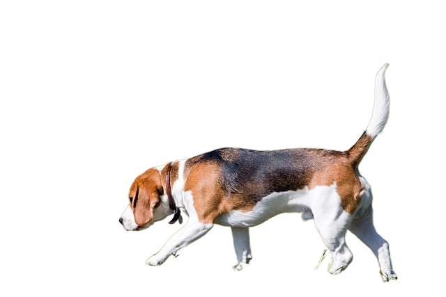 beagle, dog, canine 小猎犬,狗,犬类